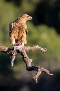 Spanish Imperial Eagle (Aquila adalberti) juvenile perched on a branch, Andalusia, Spain