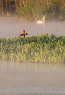 Roe deer (Capreolus capreolus), roebuck standing in a wet meadow, in a wetland biotope at a lake,
