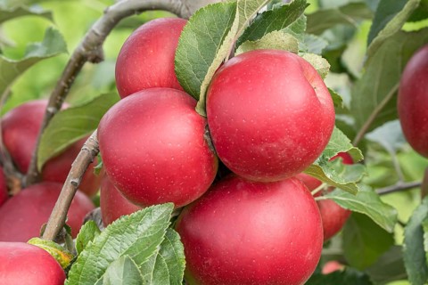 Apple (Malus domestica 'Jonafree'), Bundessorteamt, Germany
