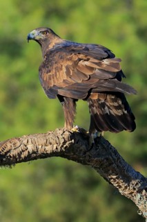 Golden Eagle (Aquila chrysaetos) female, Andalusia, Spain