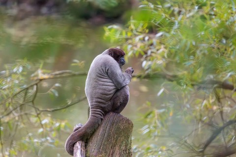 A brown woolly monkey (Lagothrix lagothricha) sits in a tree. Brazil, South America