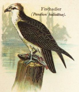 Western osprey (Pandion haliaetus) food, dolphins, prey, fish, water, habitat, historical