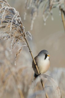 Bearded reedling (Panurus biarmicus) male foraging for seeds on a reed stalk covered with frost in