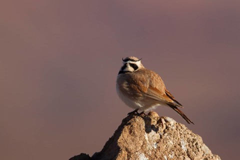 Temminck's Lark (Eremophila bilopha), Morocco