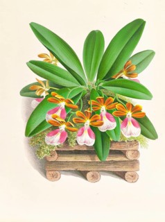Orchid, Trichocentrum albo purpureum, authentic reproduction of an illustration by Jean Jules