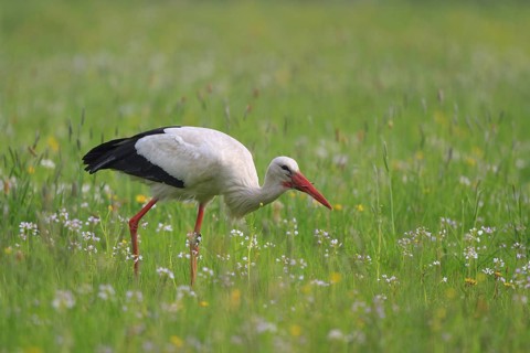 White Stork (Ciconia ciconia) foraging, North Rhine-Westphalia, Germany