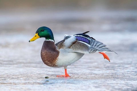 Mallard (Anas platyrhynchos) male stretching on ice, Tribalj, Croatia