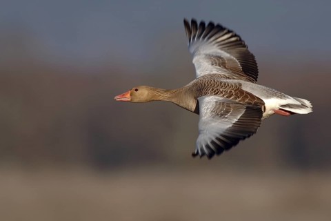 Greylag Goose (Anser anser) flying, Vaestergoetland, Sweden