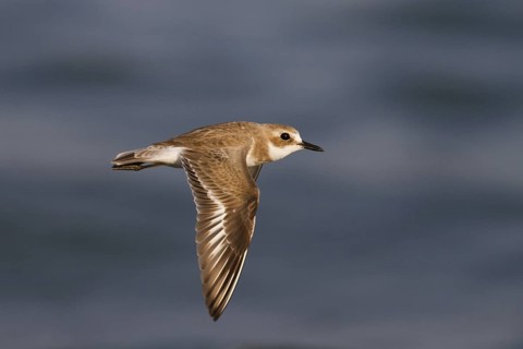 Greater Sand Plover (Charadrius leschenaultii) flying, Oman