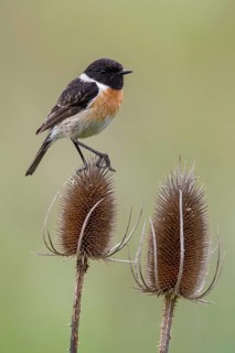 European Stonechat (Saxicola rubicola) male perched on Wild teasel (Dipsacus fullonum), Poland