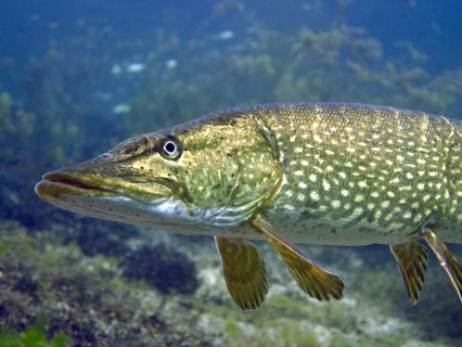 Detailed close-up of a pike (Esox lucius) in clear, plant-rich water. Dive site car park Post,