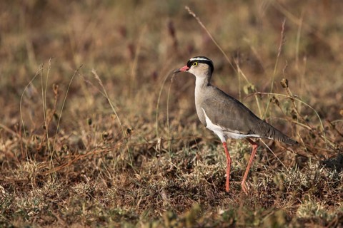 Crowned Lapwing (Vanellus coronatus) perched on the ground, Oromia, Ethiopia