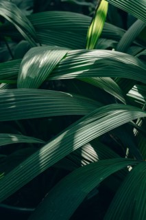 Close-up of vibrant molineria leaves showcasing their lush green color and unique linear patterns