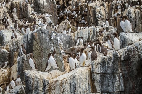 Common Murre (Uria aalge) colony on cliff, Farne Islands, United Kingdom