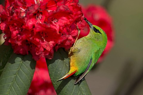 Fire-tailed Myzornis (Myzornis pyrrhoura) feeding on Rhododendron flower nectar, Darjeeling, India