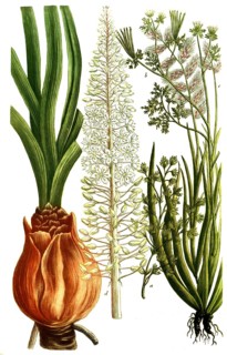 Botany, plants, a. scandix minor, b. scandix femine rostrato, c. schoenanthum odorant, d. scilla