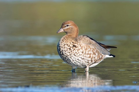 Maned Duck (Chenonetta jubata) female, Victoria, Australia