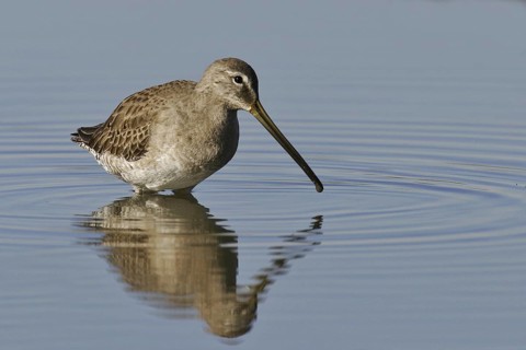 Short-billed Dowitcher (Limnodromus griseus), California, USA