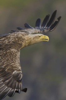 White-tailed Eagle (Haliaeetus albicilla) flying, Nord-Trondelag, Norway