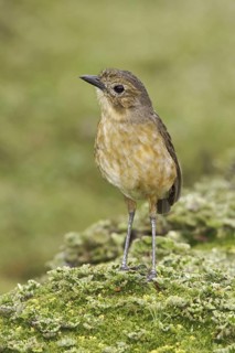 Tawny Antpitta (Grallaria quitensis), Ecuador