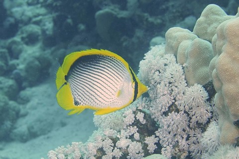 Black-backed butterflyfish (Chaetodon melannotus)