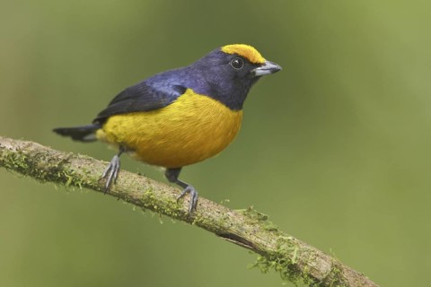Orange-bellied Euphonia (Euphonia xanthogaster) male, Ecuador