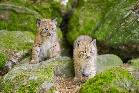 Eurasian lynx (Lynx lynx) youngsters (cubs) on a rock in a forest, Bavaria, Germany