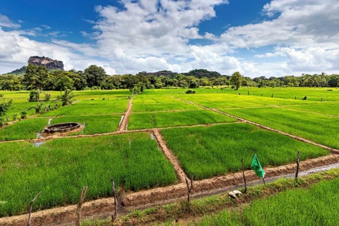 Green rice paddies with clear blue sky and a hill in the background, rice paddies on Lion Rock near