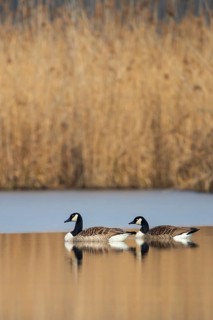 Canada Goose (Branta canadensis), Baden-Wuerttemberg, Germany