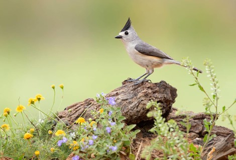 Black-crested Titmouse (Baeolophus atricristatus) perched on a log, Texas, USA