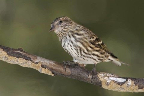 Pine Siskin (Spinus pinus), New Mexico, USA