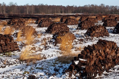 Peat in winter moor, Goldenstedt, Lower Saxony, Germany