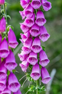 Close-up of densely arranged purple foxglove flowers (Digitalis) in nature, North Rhine-Westphalia,
