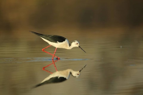 Black-winged Stilt (Himantopus himantopus) foraging in low water, running, reflection, Los
