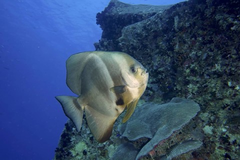 Round-headed batfish (Platax orbicularis)