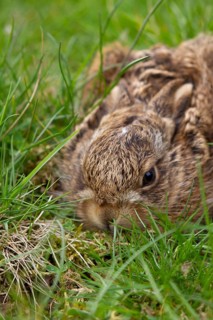 European brown hare (Lepus europaeus) juvenile leveret animal in a grass field, Suffolk, England,