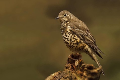 Mistle Thrush (Turdus viscivorus), Utrecht, Netherlands