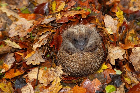 European hedgehog (Erinaceus europaeus) adult animal on a pile of fallen autumn colour leaves in a