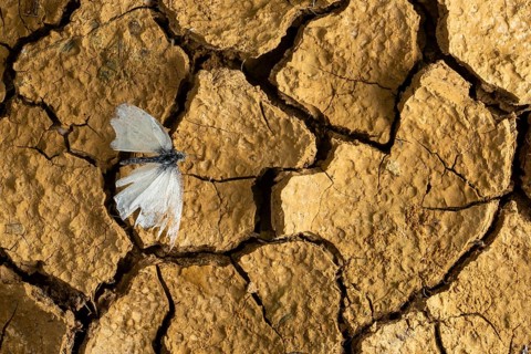 A delicate cabbage butterfly rests on cracked, dry earth, highlighting the harshness of drought and