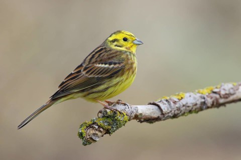 Yellowhammer (Emberiza citrinella), Lower Saxony, Germany
