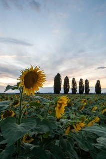 Sunflowers, sunflower field, poplar avenue, Germany