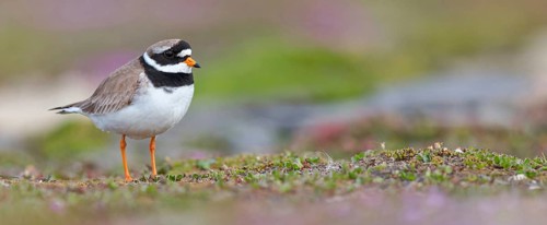 Ringed Plover, (Charadrius hiaticula), wading bird, plover family, Longyearbyen, Svalbard