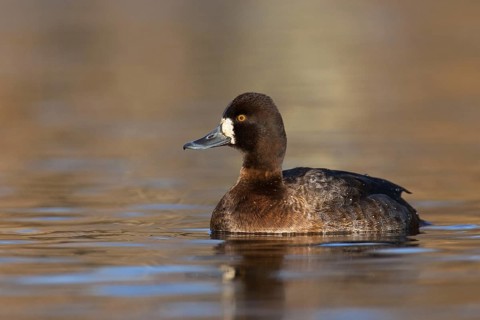 Lesser Scaup (Aythya affinis) female, British Columbia, Canada