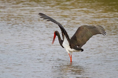 Black Stork (Ciconia nigra) foraging, Greece