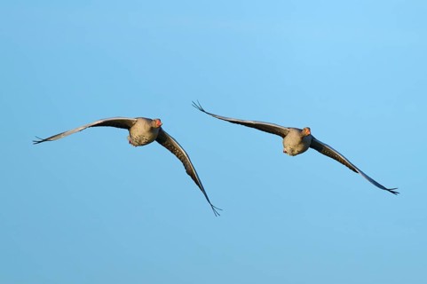Two geese flying synchronously in a wide, blue sky landscape, grey goose (Anser anser), spring,