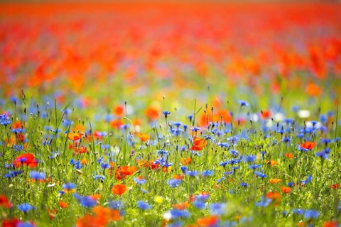 The lentil bloom in Castelluccio di Norcia, nestled in the Sibillini Mountains of the Italian
