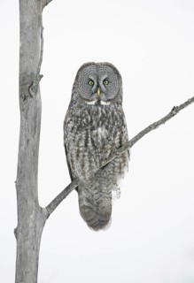Great Grey Owl (Strix nebulosa), Minnesota, USA