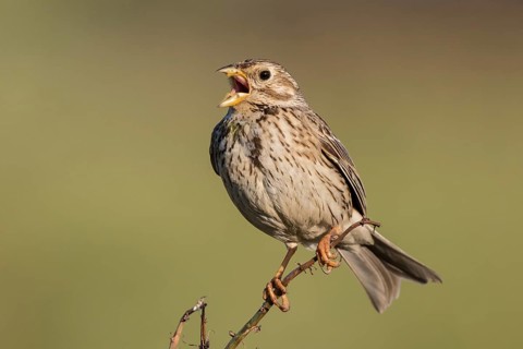 Corn Bunting (Emberiza calandra) male singing from a branch, Lesvos, Greece