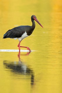 Black Stork (Ciconia nigra) foraging, Saxony-Anhalt, Germany