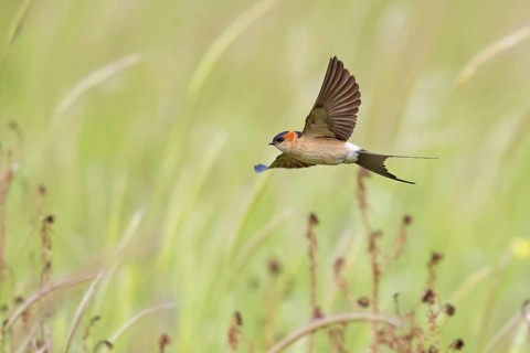Red-rumped Swallow, Hirundo daurica, Lesvos, Greece